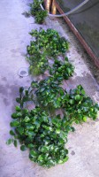 /album/fotogaleria-anubias-barteri-nanaaaa/anubias-barteri-nana-2-jpg1/